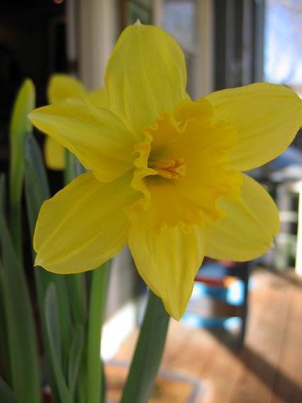 Daffodilicious